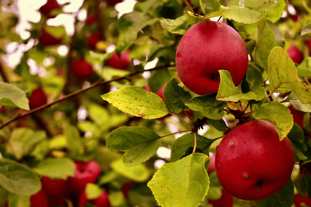 Nahaufnahme reifer roter Äpfel, die an einem Baum hängen, umgeben von grünen Blättern.